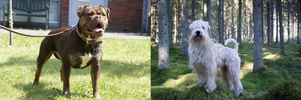 Soft-Coated Wheaten Terrier vs Renascence Bulldogge - Breed Comparison