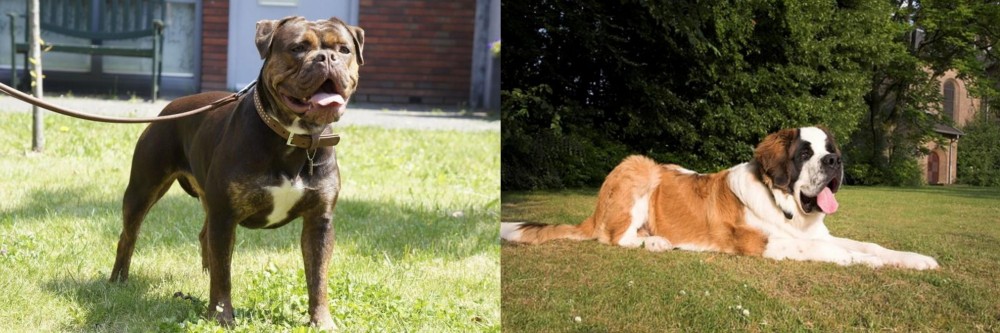 St. Bernard vs Renascence Bulldogge - Breed Comparison
