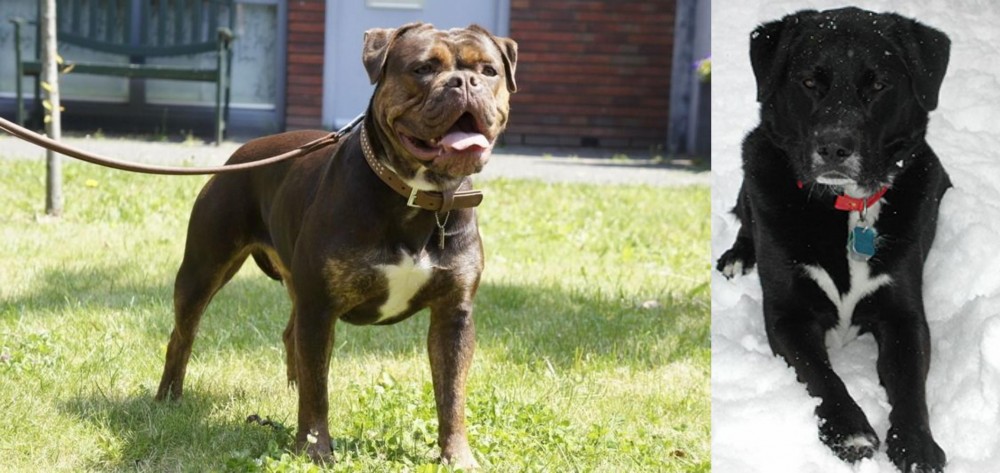 St. John's Water Dog vs Renascence Bulldogge - Breed Comparison