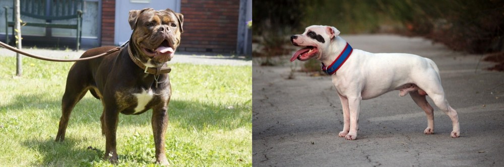 Staffordshire Bull Terrier vs Renascence Bulldogge - Breed Comparison