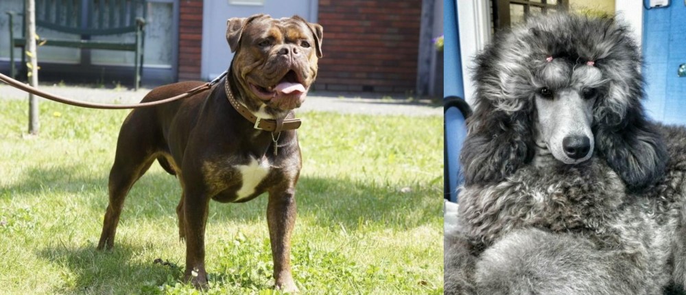 Standard Poodle vs Renascence Bulldogge - Breed Comparison