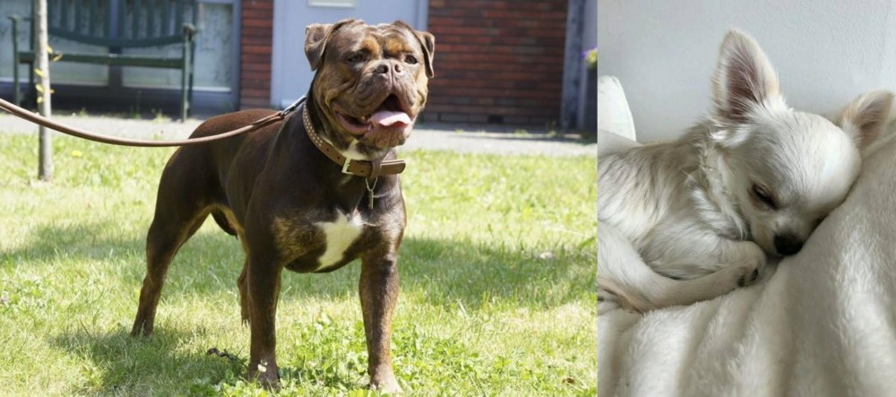 Tea Cup Chihuahua vs Renascence Bulldogge - Breed Comparison