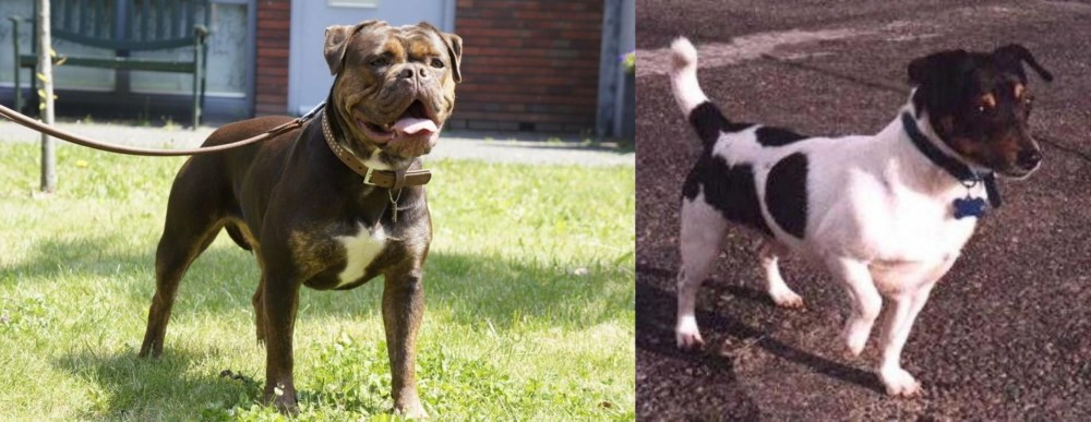 Teddy Roosevelt Terrier vs Renascence Bulldogge - Breed Comparison
