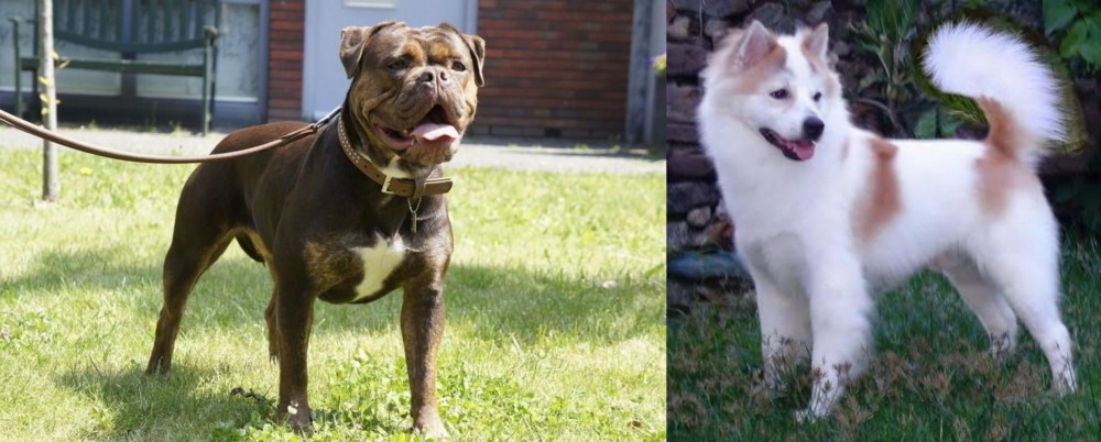 Thai Bangkaew vs Renascence Bulldogge - Breed Comparison