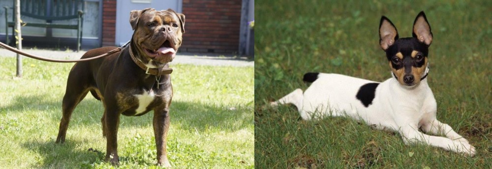 Toy Fox Terrier vs Renascence Bulldogge - Breed Comparison