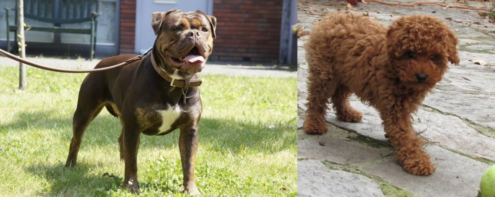 Toy Poodle vs Renascence Bulldogge - Breed Comparison