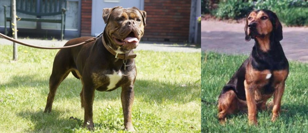 Tyrolean Hound vs Renascence Bulldogge - Breed Comparison