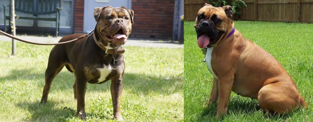 Valley Bulldog vs Renascence Bulldogge - Breed Comparison