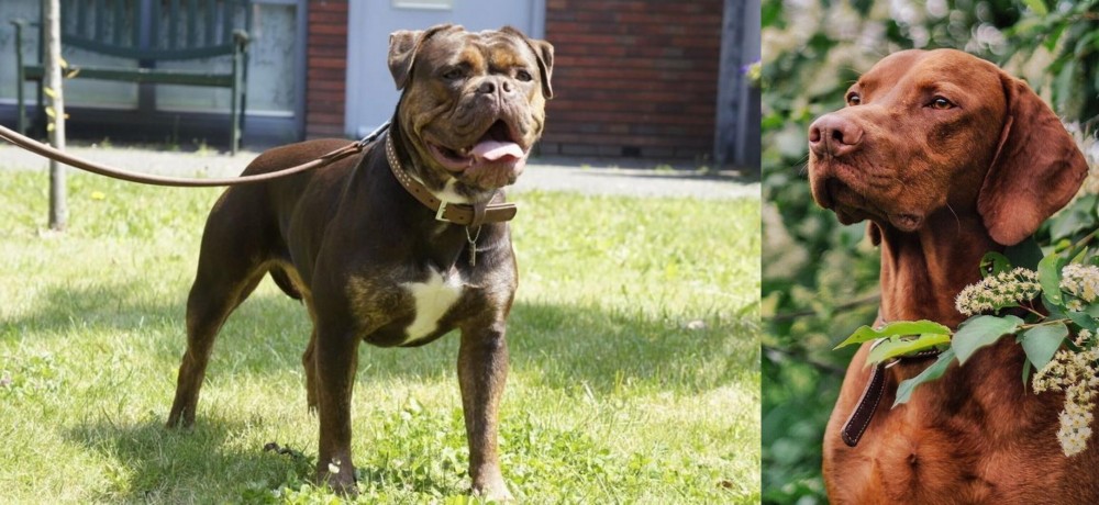 Vizsla vs Renascence Bulldogge - Breed Comparison