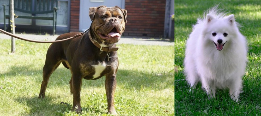Volpino Italiano vs Renascence Bulldogge - Breed Comparison