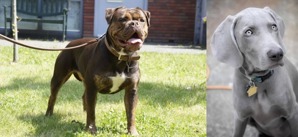 Weimaraner vs Renascence Bulldogge - Breed Comparison