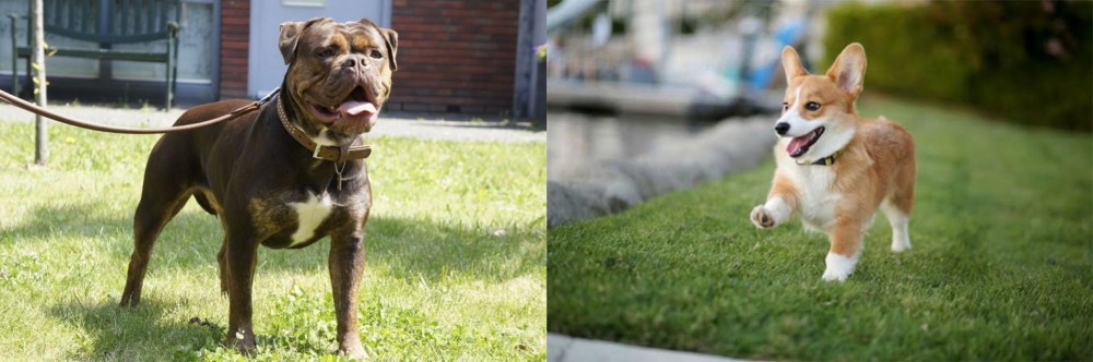 Welsh Corgi vs Renascence Bulldogge - Breed Comparison