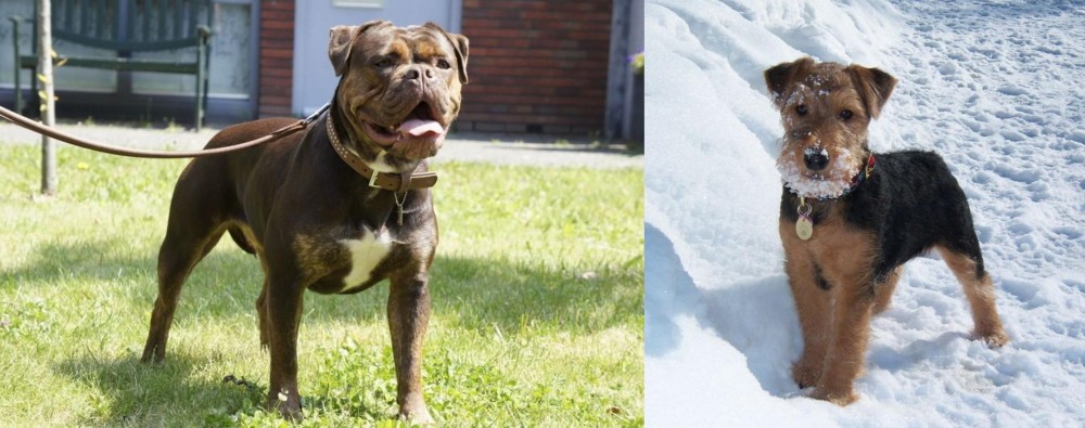 Welsh Terrier vs Renascence Bulldogge - Breed Comparison