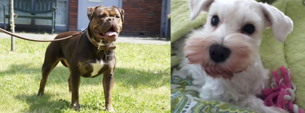 White Schnauzer vs Renascence Bulldogge - Breed Comparison