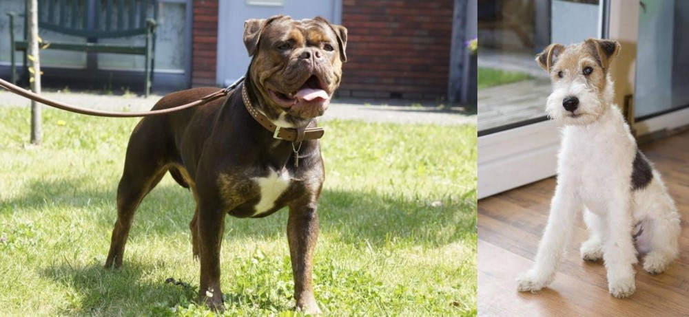 Wire Fox Terrier vs Renascence Bulldogge - Breed Comparison