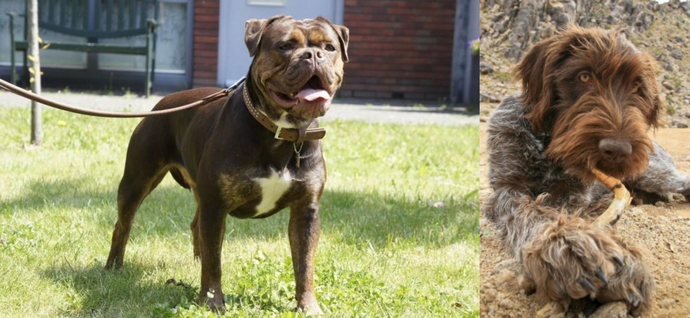 Wirehaired Pointing Griffon vs Renascence Bulldogge - Breed Comparison