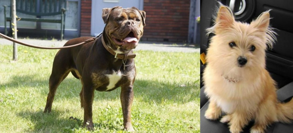Yoranian vs Renascence Bulldogge - Breed Comparison
