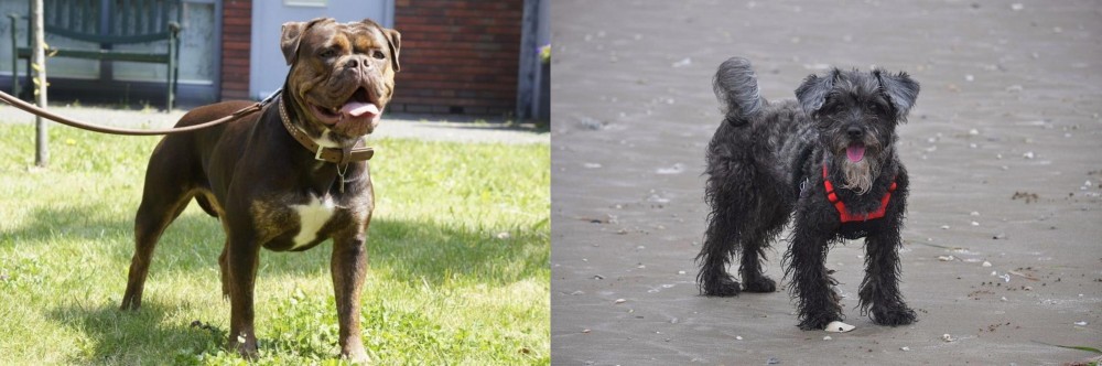 YorkiePoo vs Renascence Bulldogge - Breed Comparison