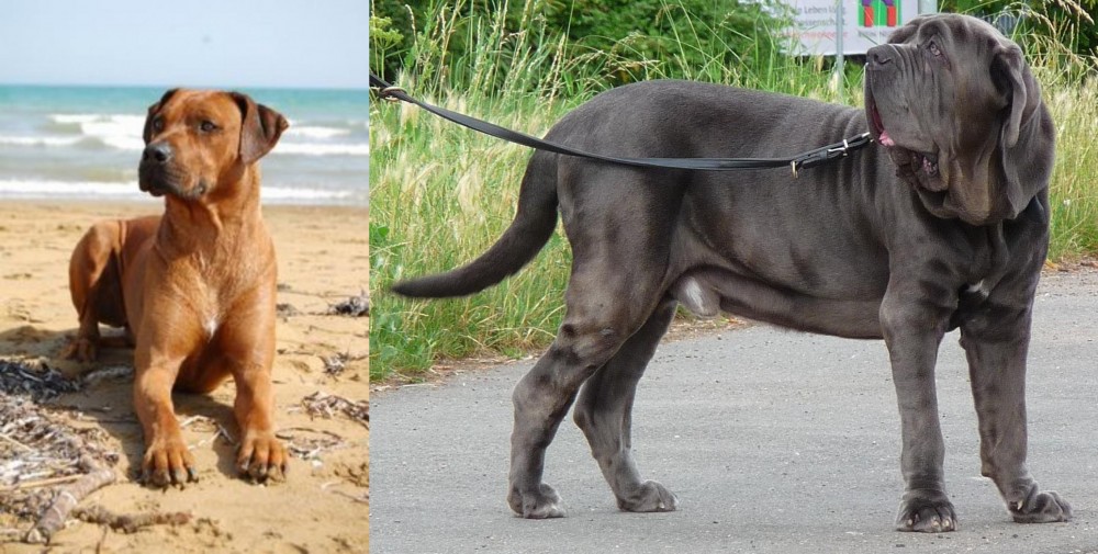 Neapolitan Mastiff vs Rhodesian Ridgeback - Breed Comparison
