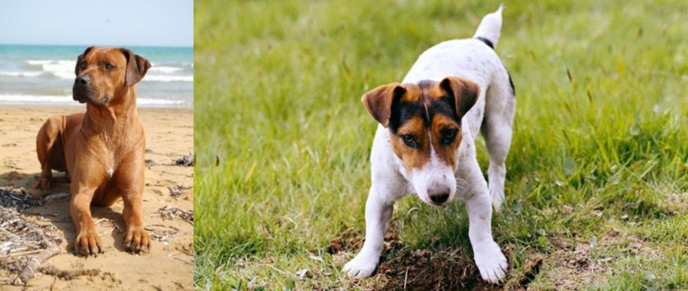 Russell Terrier vs Rhodesian Ridgeback - Breed Comparison