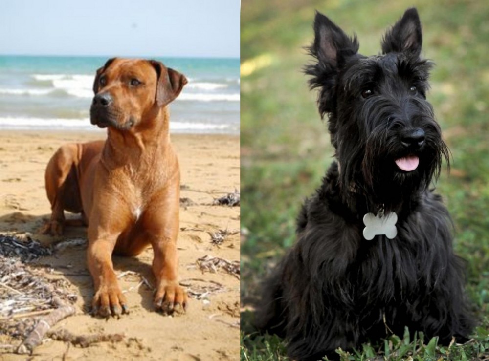 Scoland Terrier vs Rhodesian Ridgeback - Breed Comparison