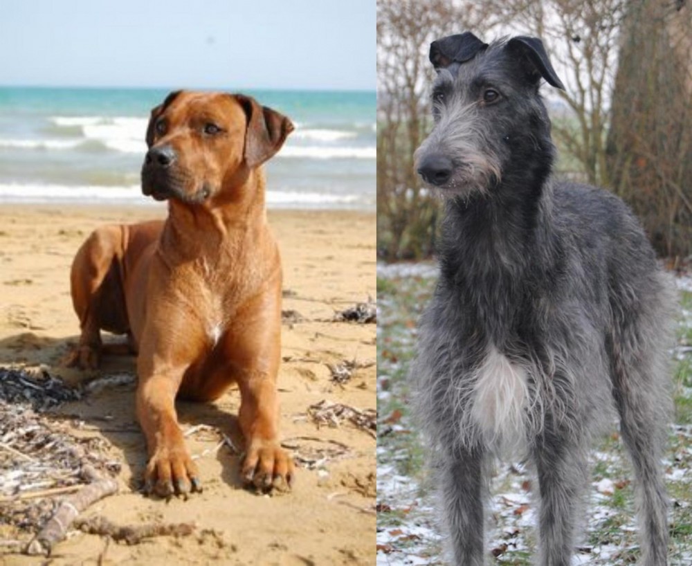 Scottish Deerhound vs Rhodesian Ridgeback - Breed Comparison