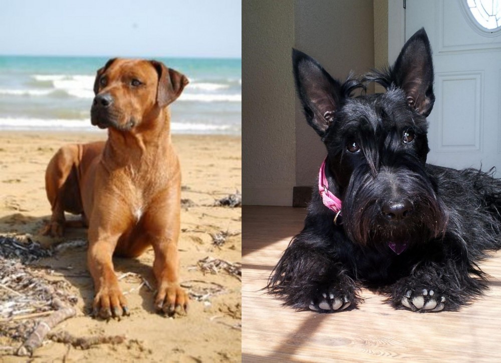 Scottish Terrier vs Rhodesian Ridgeback - Breed Comparison