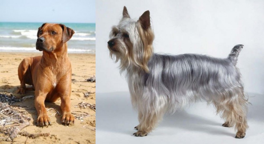 Silky Terrier vs Rhodesian Ridgeback - Breed Comparison