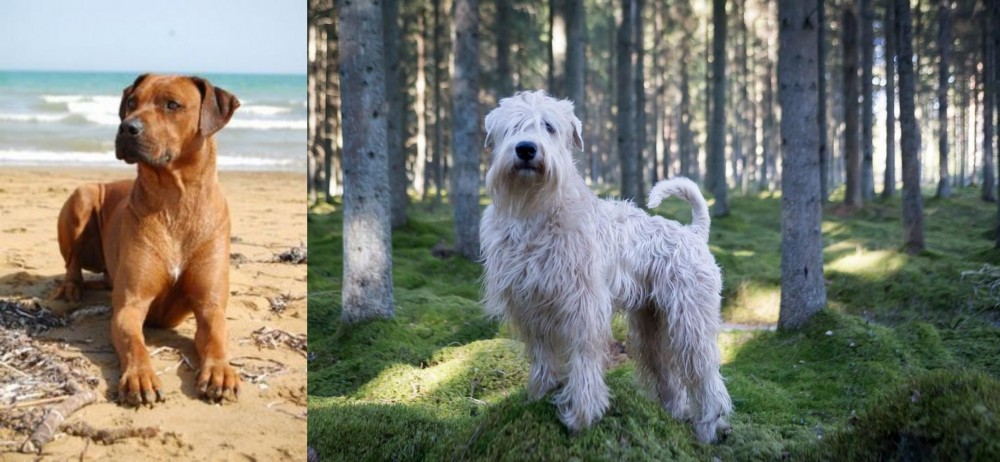 Soft-Coated Wheaten Terrier vs Rhodesian Ridgeback - Breed Comparison