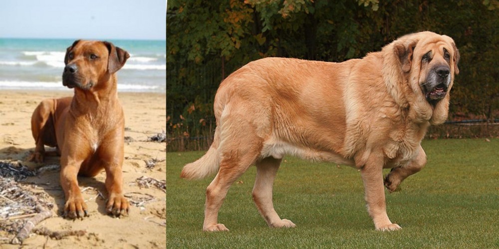 Spanish Mastiff vs Rhodesian Ridgeback - Breed Comparison