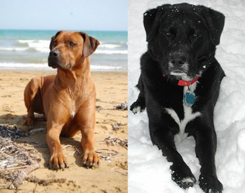 St. John's Water Dog vs Rhodesian Ridgeback - Breed Comparison