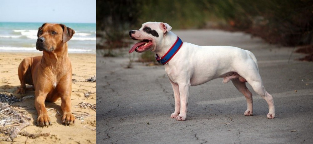 Staffordshire Bull Terrier vs Rhodesian Ridgeback - Breed Comparison