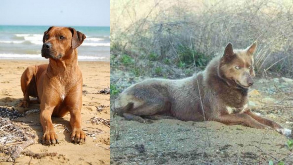 Tahltan Bear Dog vs Rhodesian Ridgeback - Breed Comparison