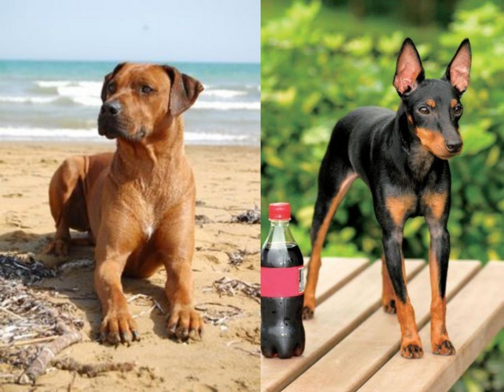 Toy Manchester Terrier vs Rhodesian Ridgeback - Breed Comparison