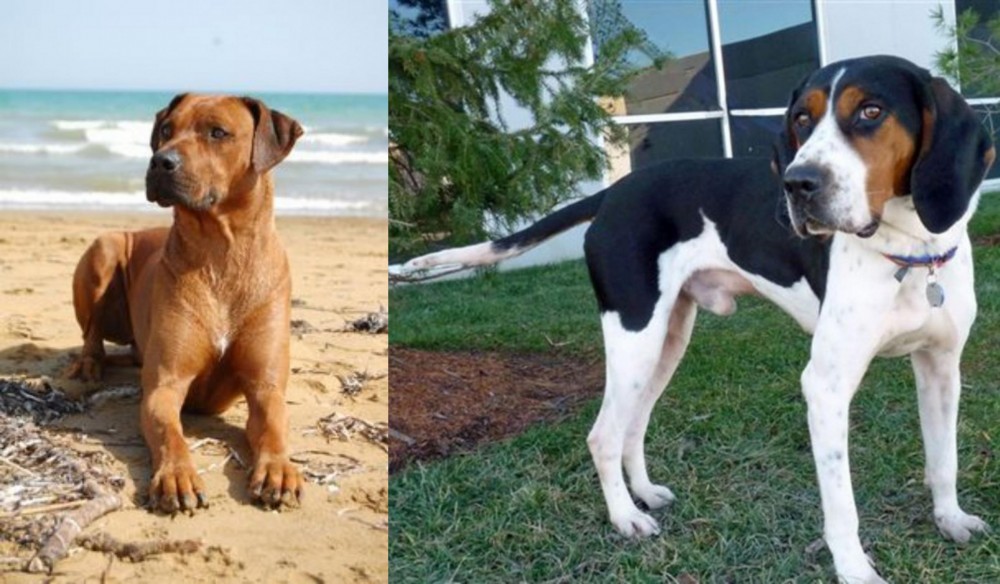 Treeing Walker Coonhound vs Rhodesian Ridgeback - Breed Comparison