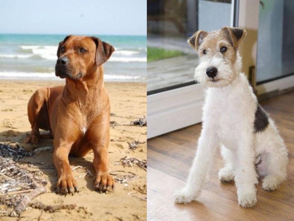 Wire Fox Terrier vs Rhodesian Ridgeback - Breed Comparison