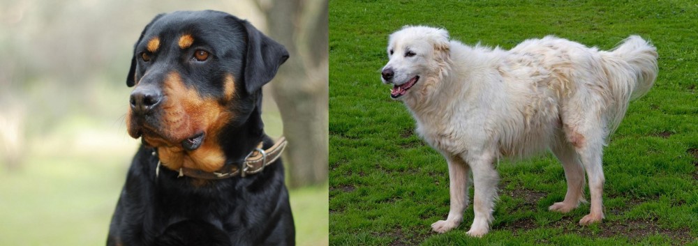 Abruzzenhund vs Rottweiler - Breed Comparison