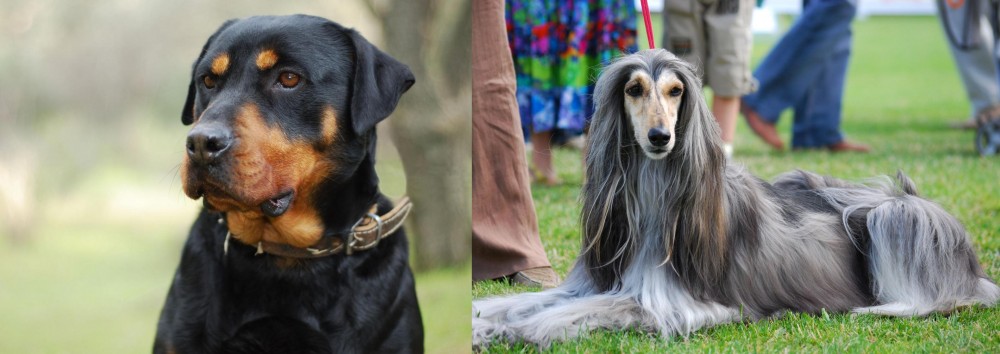 Afghan Hound vs Rottweiler - Breed Comparison