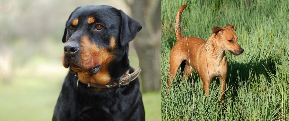 Africanis vs Rottweiler - Breed Comparison