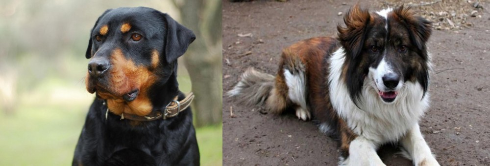 Aidi vs Rottweiler - Breed Comparison
