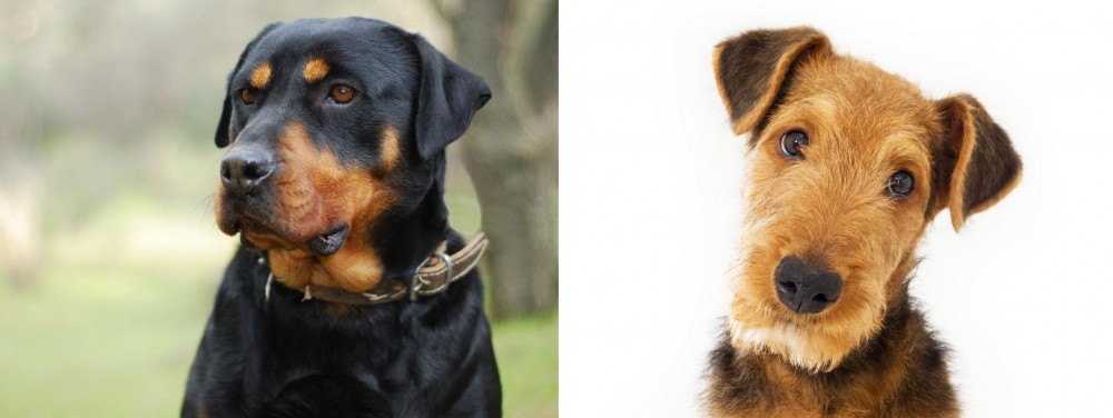 Airedale Terrier vs Rottweiler - Breed Comparison