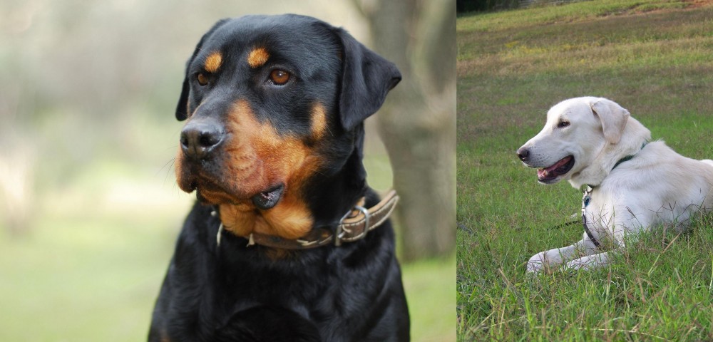 Akbash Dog vs Rottweiler - Breed Comparison