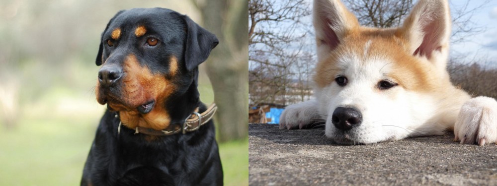 Akita vs Rottweiler - Breed Comparison