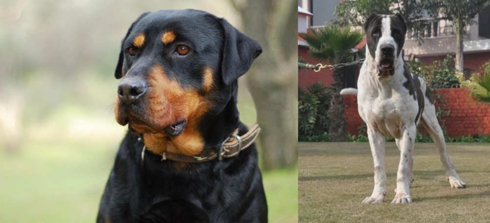 Alangu Mastiff vs Rottweiler - Breed Comparison
