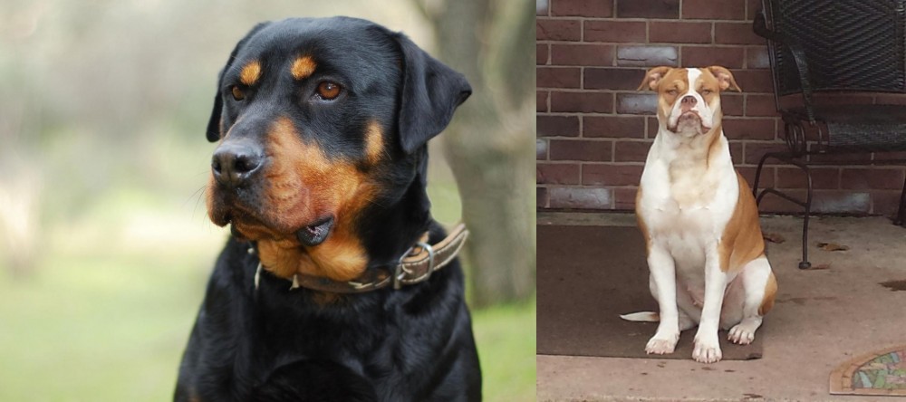 Alapaha Blue Blood Bulldog vs Rottweiler - Breed Comparison