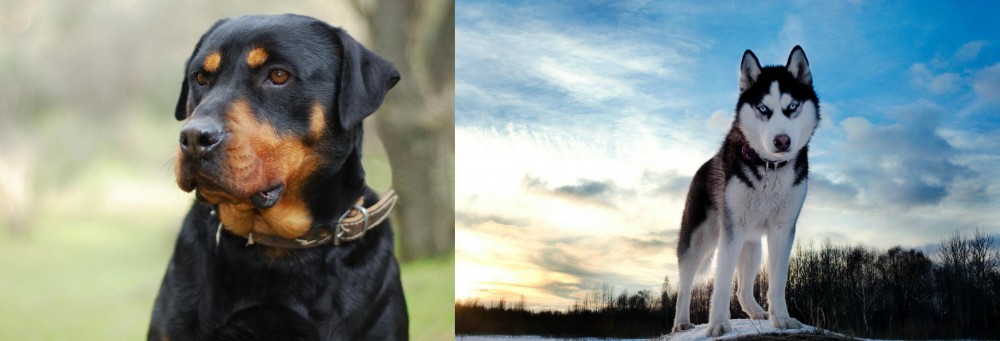Alaskan Husky vs Rottweiler - Breed Comparison