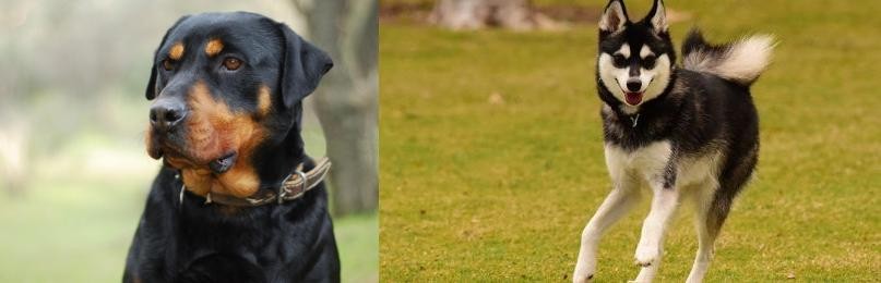 Alaskan Klee Kai vs Rottweiler - Breed Comparison