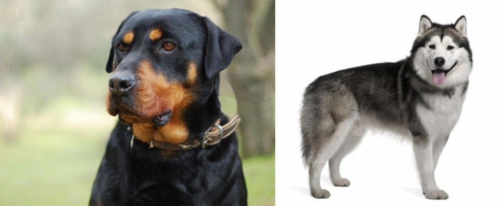 Alaskan Malamute vs Rottweiler - Breed Comparison