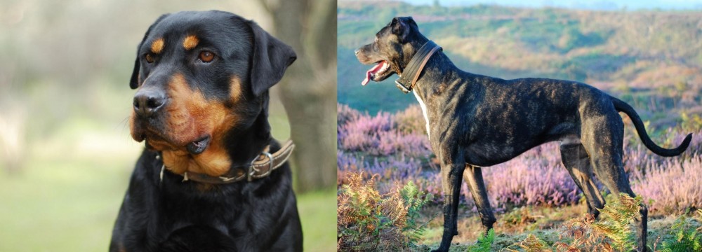 Alaunt vs Rottweiler - Breed Comparison