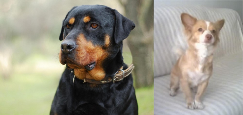 Alopekis vs Rottweiler - Breed Comparison
